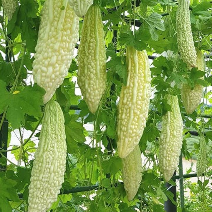 Hạt giống khổ qua bạch tuyết F1 CT24 - Gói 5 hạt