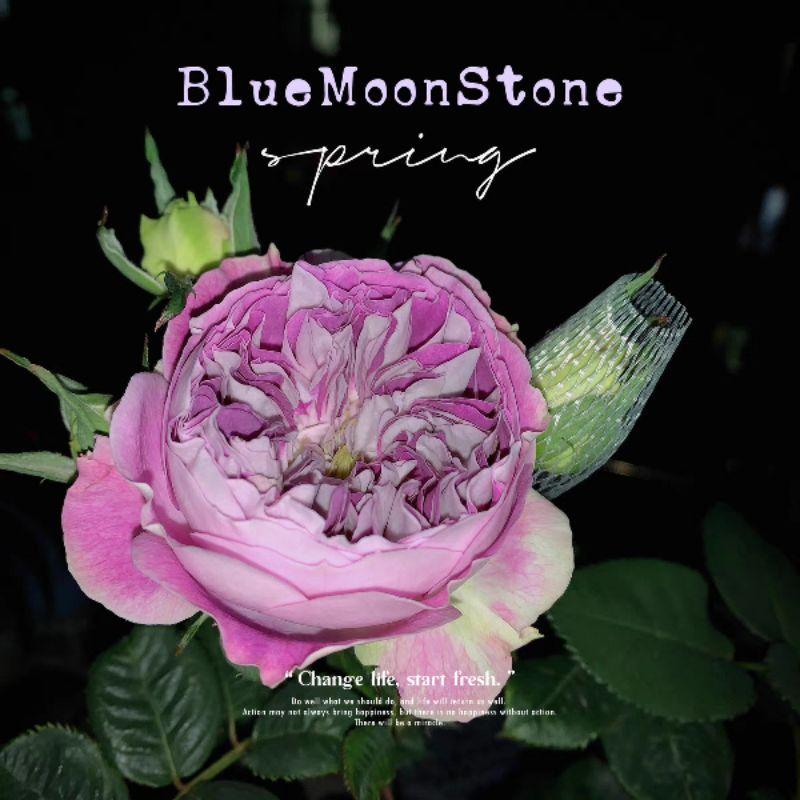 Hoa hồng Blue MoonStone - cây hoa hồng đẹp nguyên bản