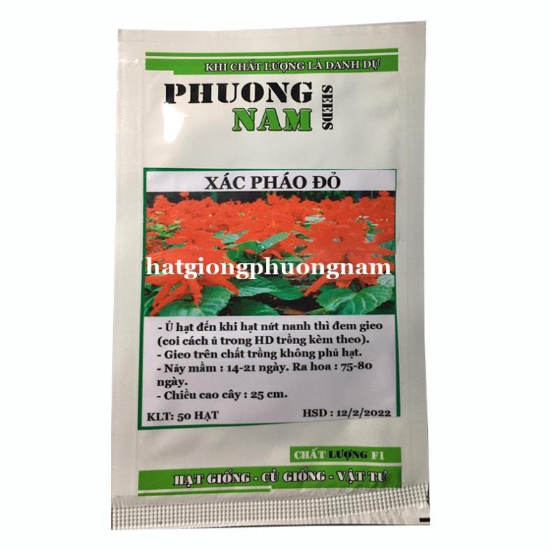 100H - HẠT GIỐNG HOA XÁC PHÁO ĐỎ