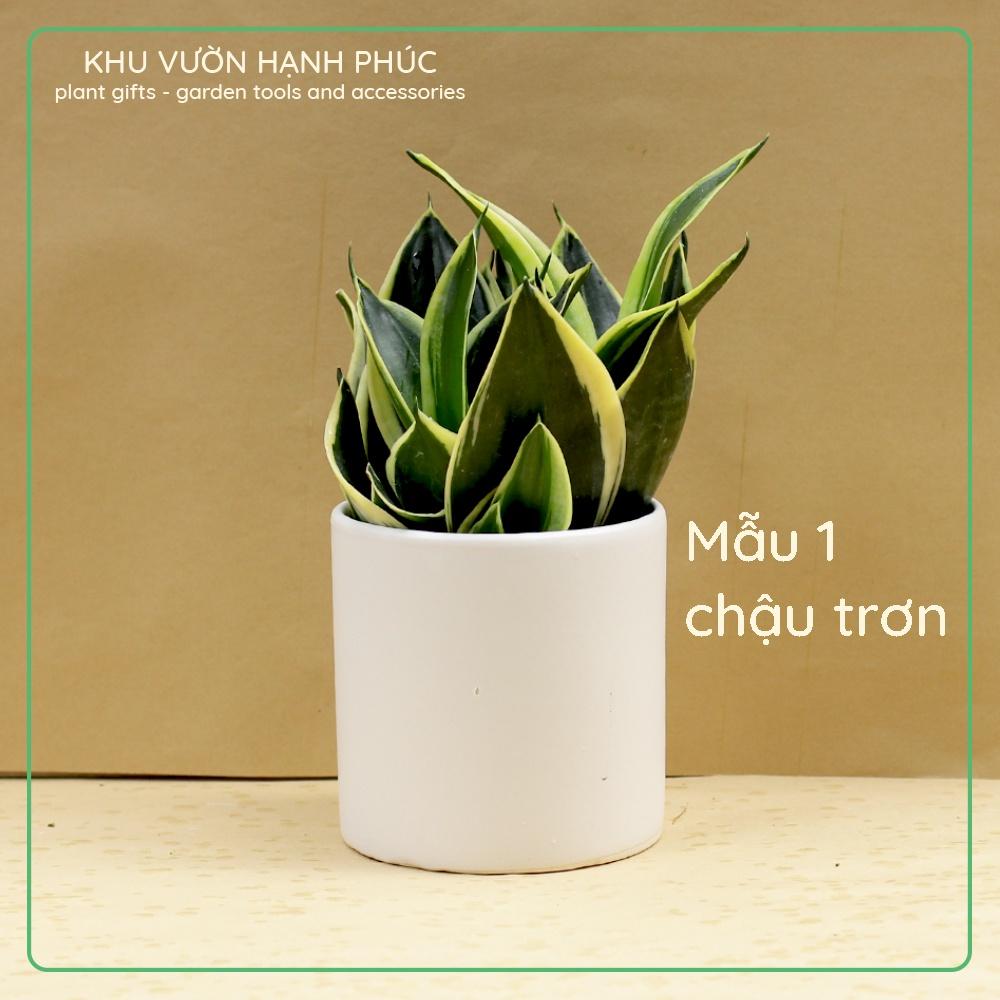 Cây Lưỡi Hổ, để bàn văn phòng, quà tặng, trang trí, dễ trồng