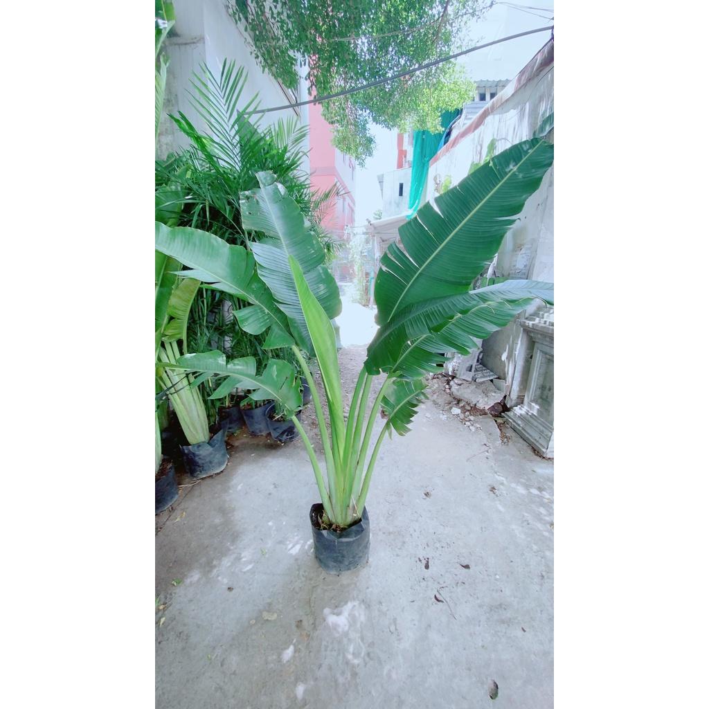 Cây Chuối Rẻ Quạt
