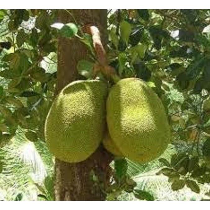 CÂY MÍT TA GIỐNG - Nhanh Quả thơm ngon nhiều múi