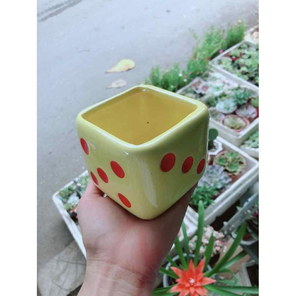 Chậu trồng cây xúc xắc Bán Chạy