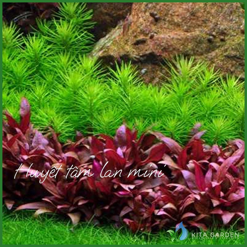 Cây thủy sinh Huyết Tâm Lan mini - dễ trồng không cần c02
