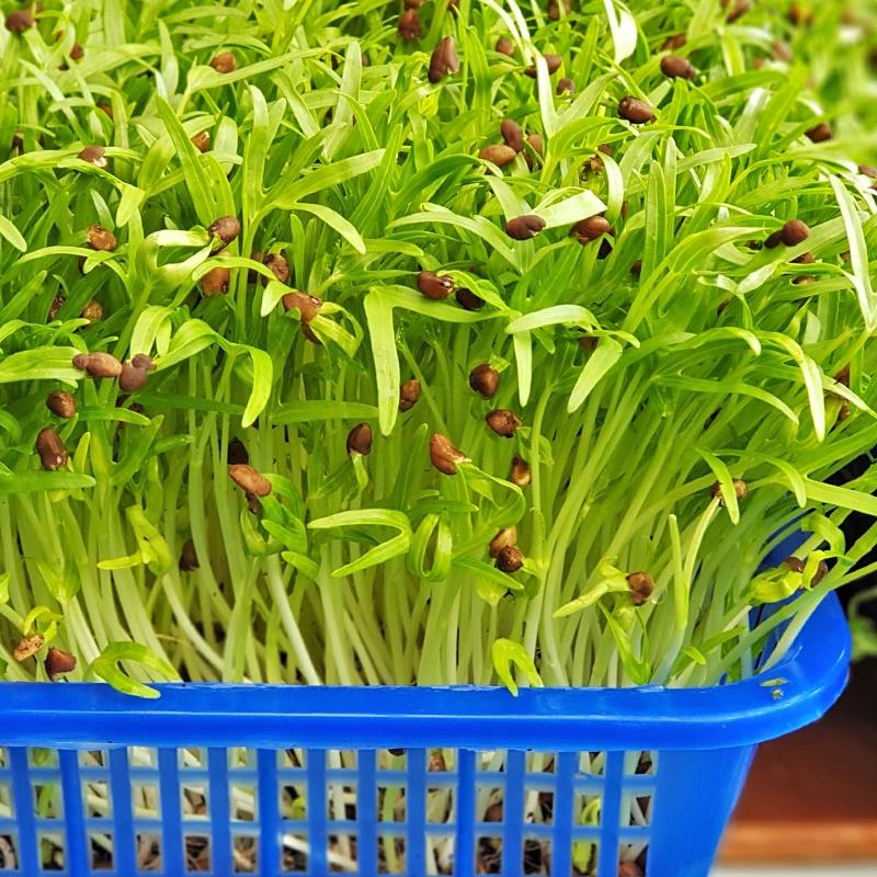 Hạt giống rau mầm rau muống gói 100gr