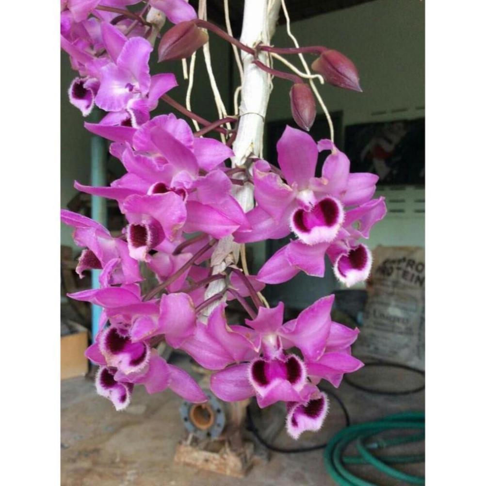 Hoa phong lan phi điệp tím thái+ 700g phân thỏ hữu cơ ki mập khỏe ấm chậu