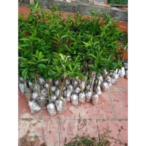 Cây giống chanh đào