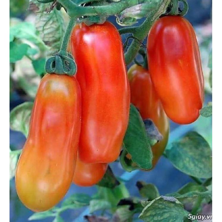 Hạt giống cà chua chuối 30 hạt/gói