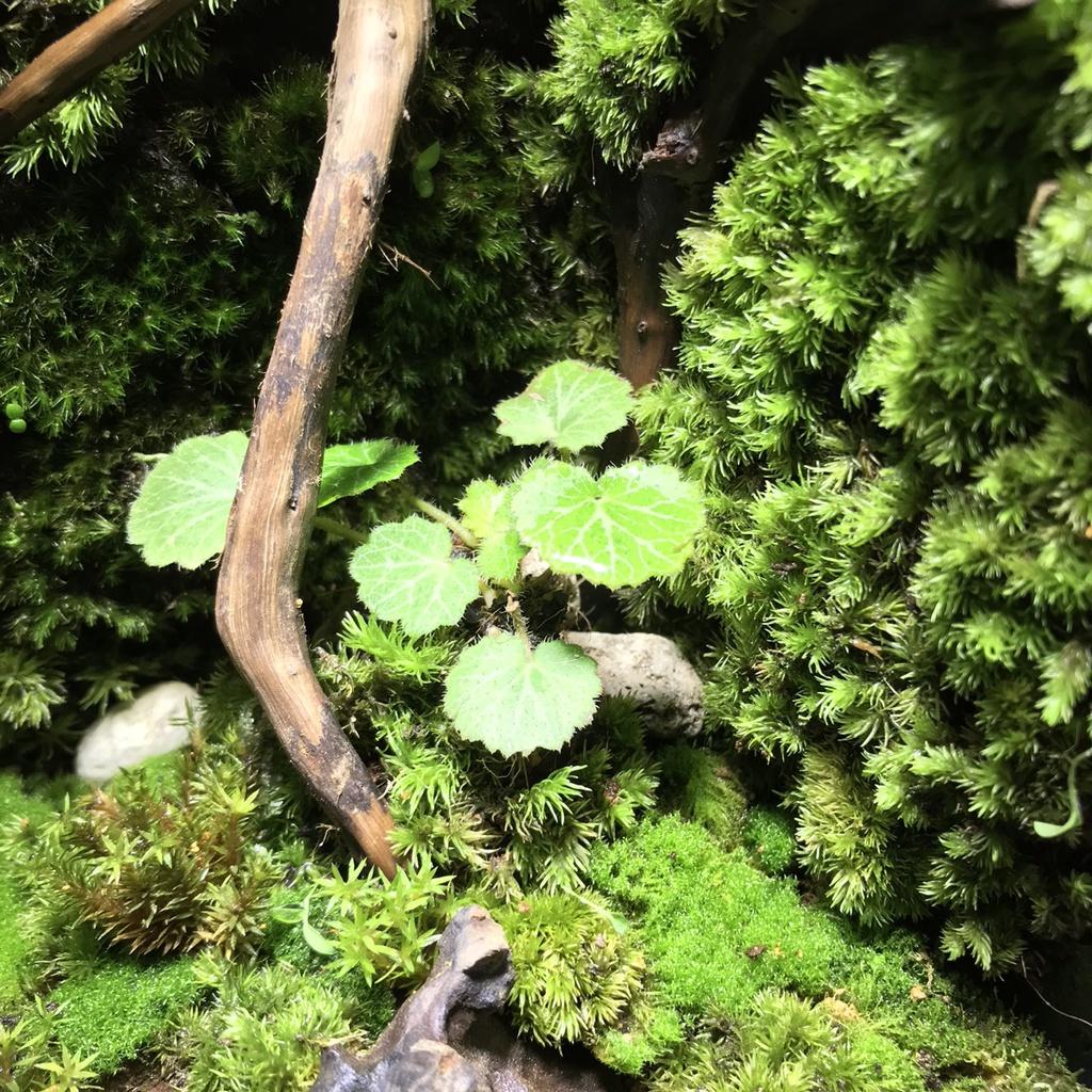 CÂY BÁN CẠN TAI HÙM HỢP TRỒNG TRONG BỂ TERRARIUM