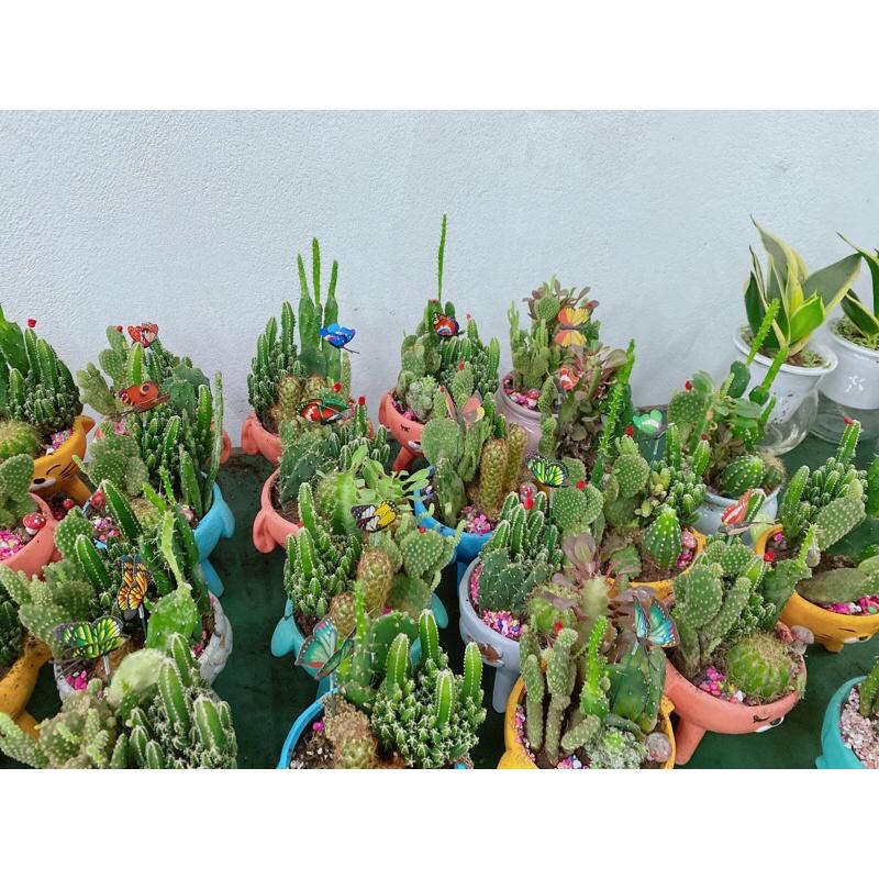 Chậu Xương Rồng Tiểu Cảnh
