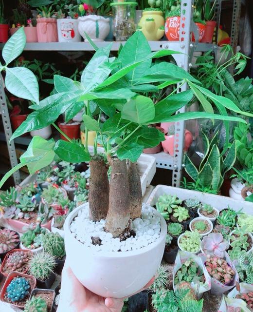 Chậu Kim Ngân 3 Thân