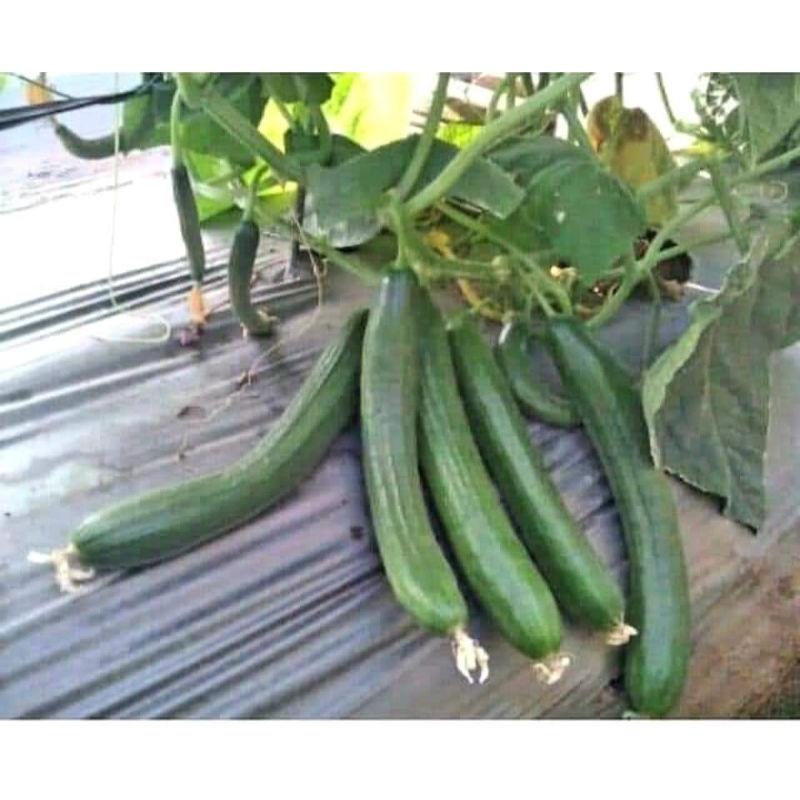 GẦN 50 HẠT GIỐNG DƯA LEO CHÙM TRANG NÔNG TN675