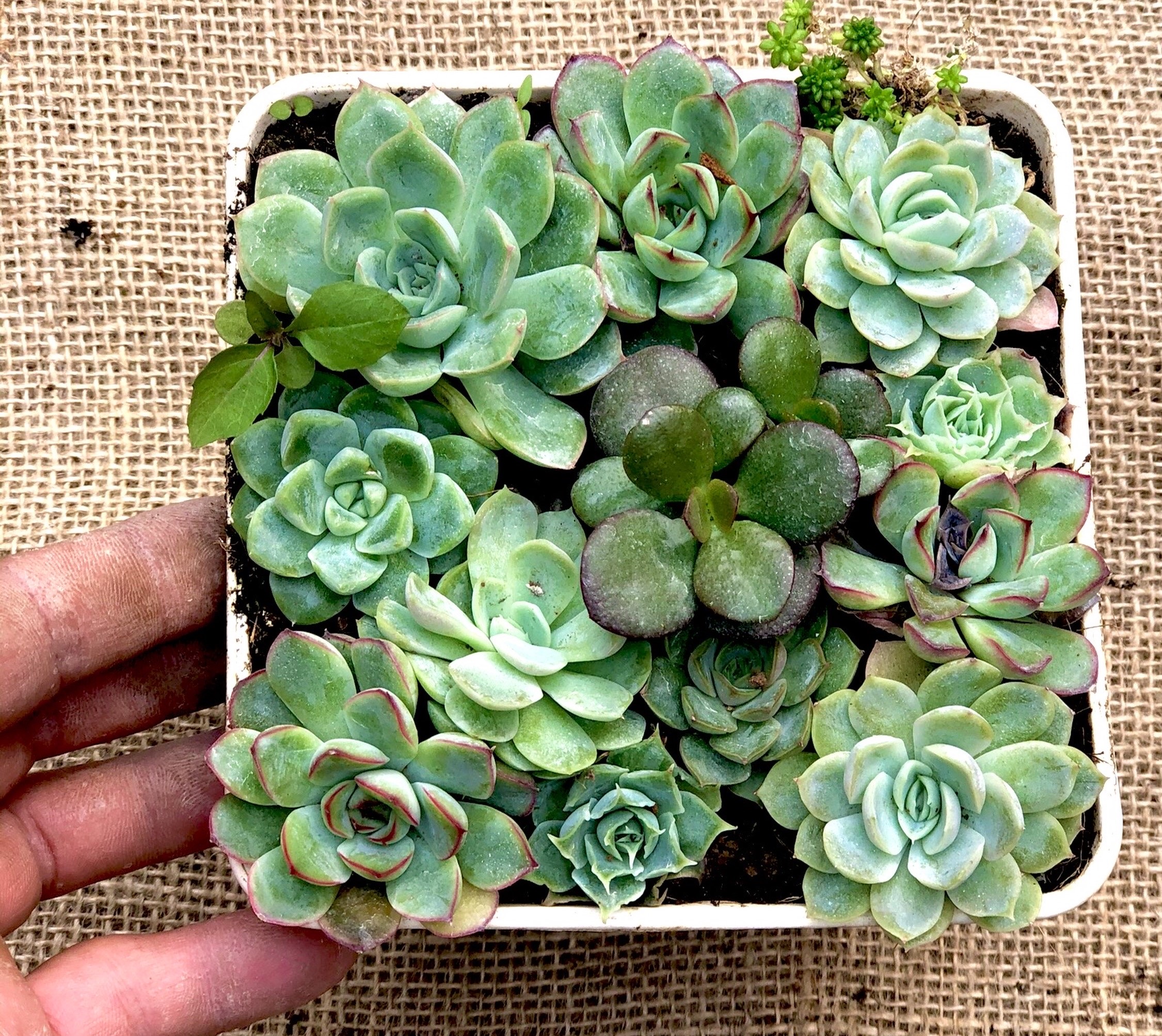 Chậu sen đá ghép nhiều loại