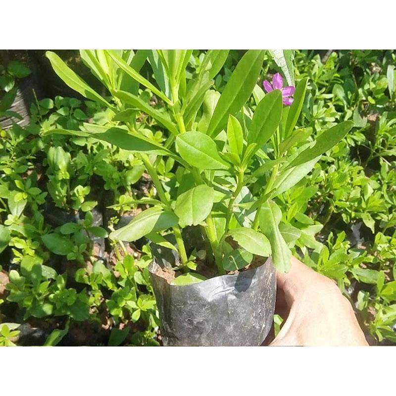 Cây giống sâm đất - cây giống to