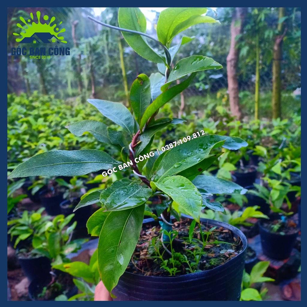 Cây Mai Vàng Bonsai Mini