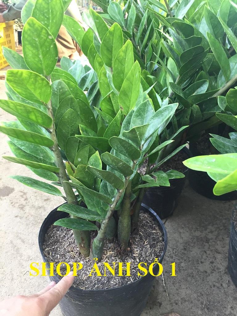 Cây KIM TIỀN, cây phong thủy mang lại tiền tài cho gia chủ