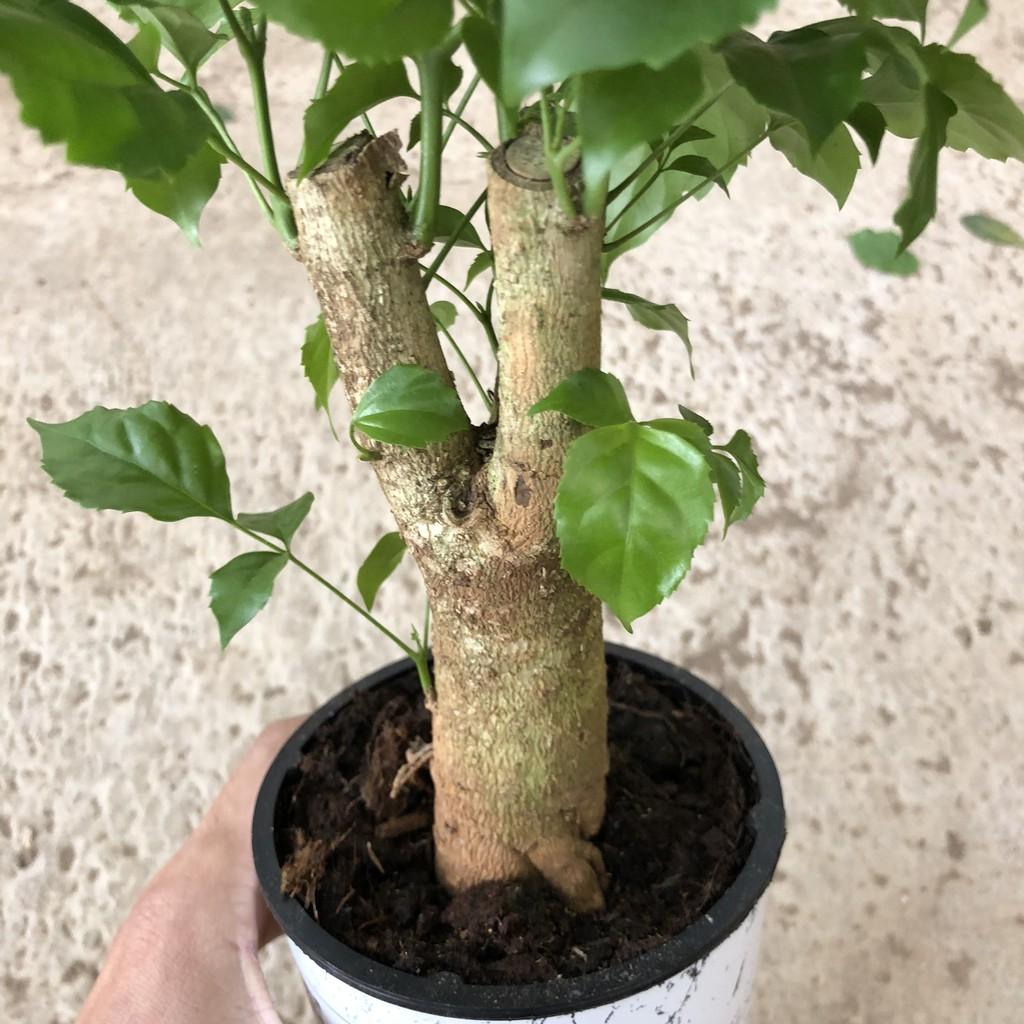 Cây hạnh phúc, chiều cao 30-35cm cây tán to đẹp dễ chăm sóc, thích hợp trang trí cảnh quan sân vườn quán cafe, nội thất