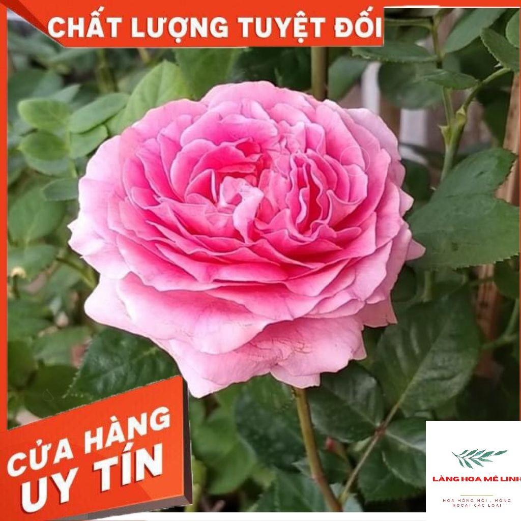 Cây hoa Hồng Ngoại  Bernadette Lafont Pháp - bông to khủng,hương thơm cổ điển