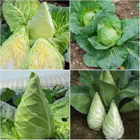 COMBO 2 gói hạt giống cải bắp trái tim xanh