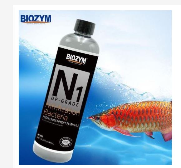 Vi sinh sống Biozym N1 xử lý độc tố và làm trong nước bể thủy sinh