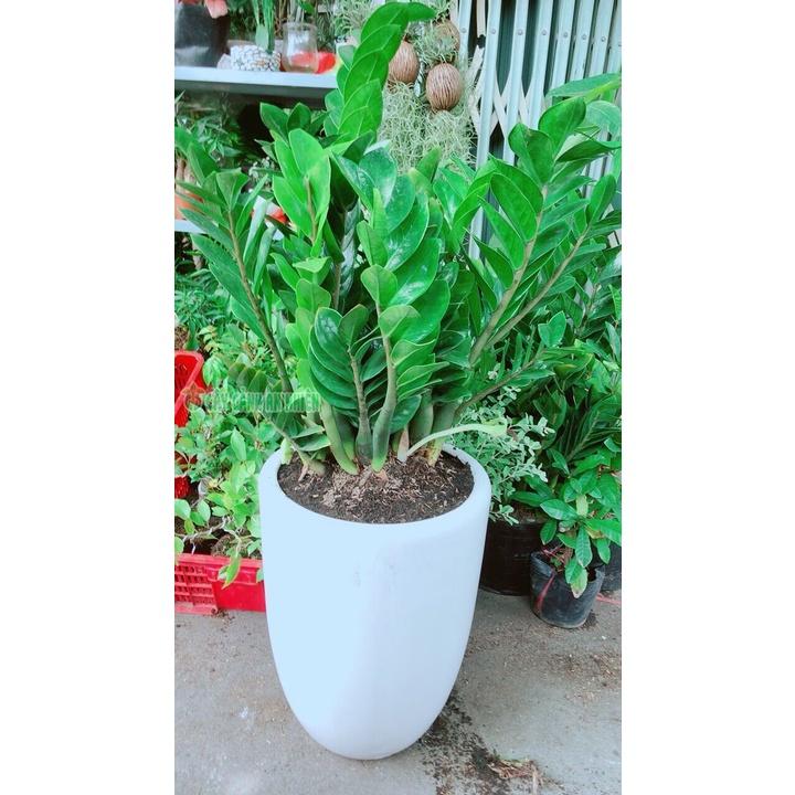 Chậu Cây Kim Phát Tài