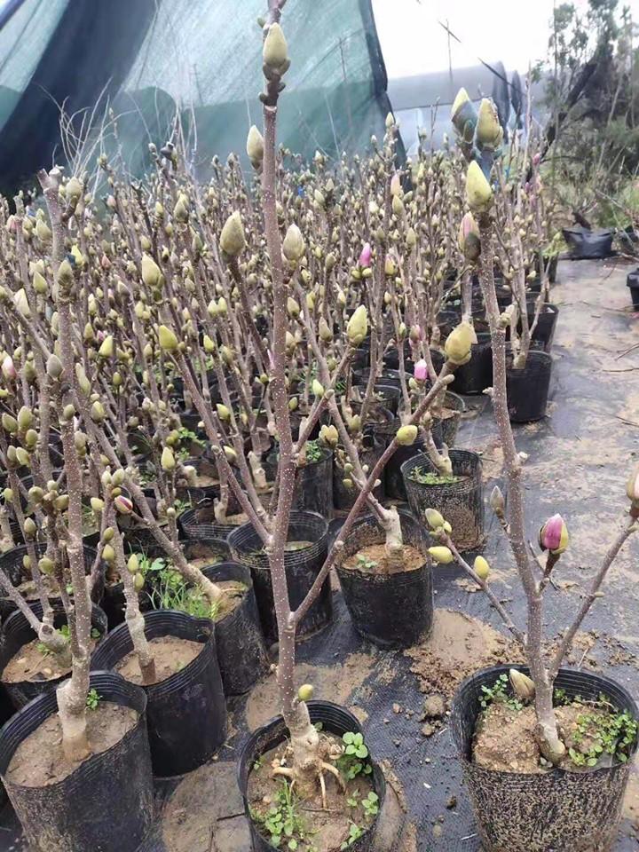 Cây hoa mộc lan màu hồng cánh sen cây đang nụ nở hoa vào tết