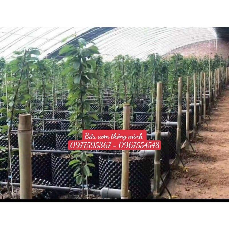 Bầu ươm V6 30 cm dày 0.7mm tặng kèm ốc vit