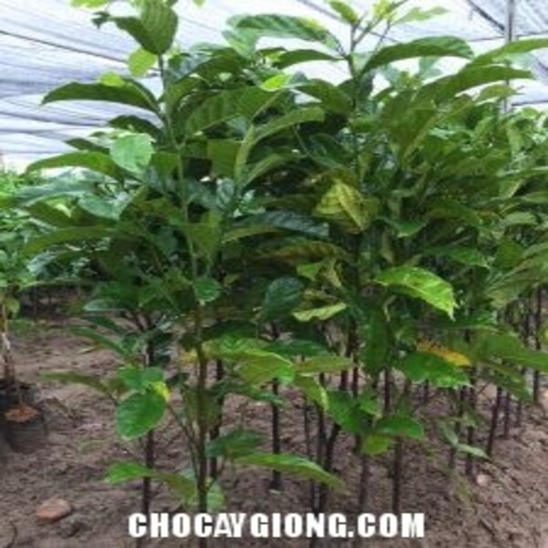 Cây Chay Đỏ Bắc Bộ