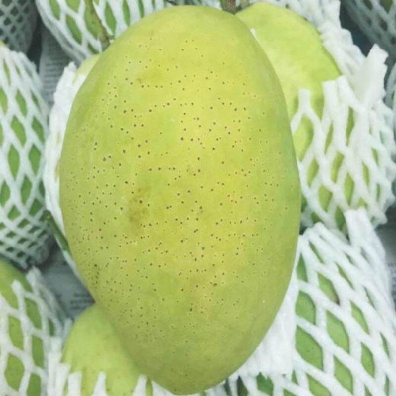 Cây giống XOÀI cát hòa lộc siêu sớm
