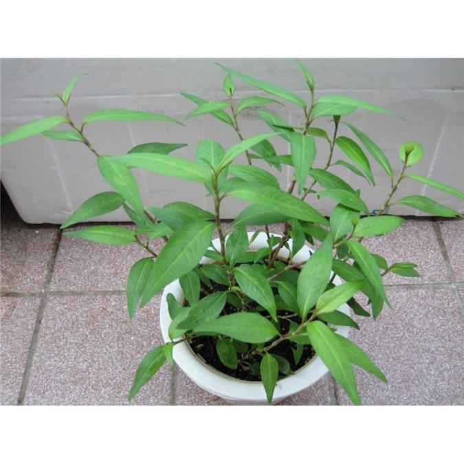 CHẬU CÂY RAU RĂM - RAU DA VỊ VÀ DƯỢC LIẾU QUÝ
