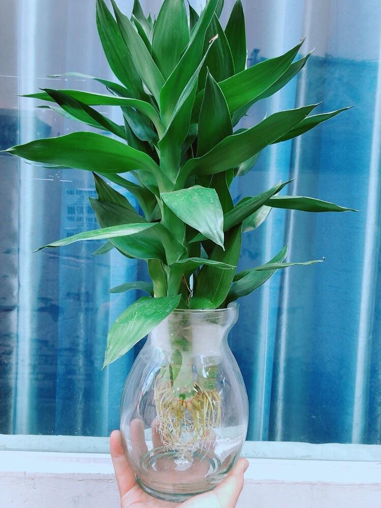 Chậu Cây Trồng Thuỷ Sinh 120k/Chậu