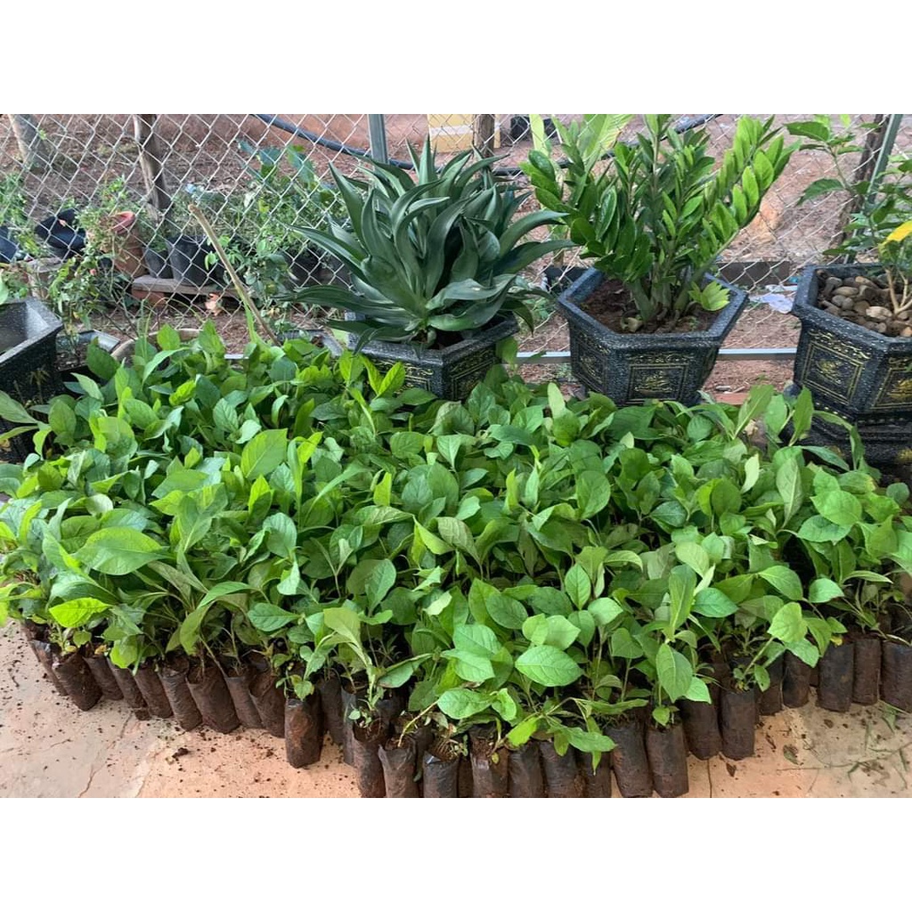 Cây Giống Giá Tỵ