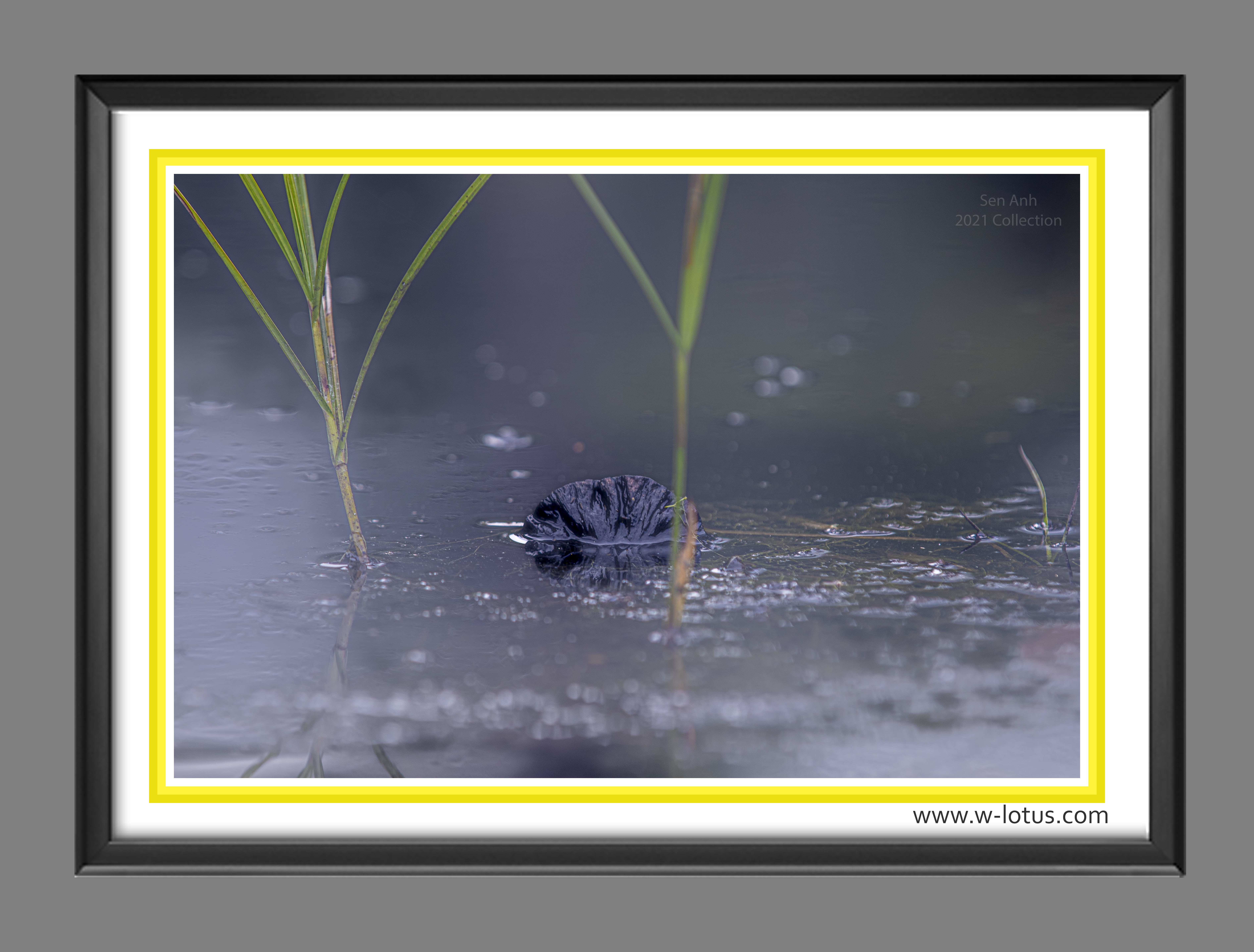 Tranh canvas hoa Sen treo phòng khách ST-00426