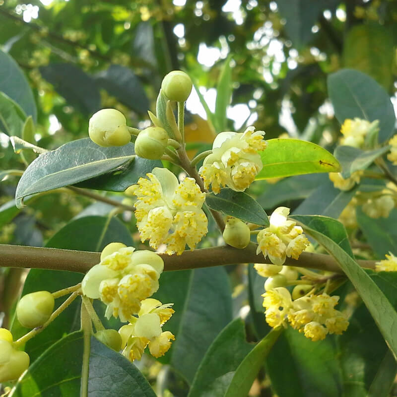 Tinh Dầu Thiên Nhiên Màng Tàng Nomad Essential Oils Litsea Cubeba