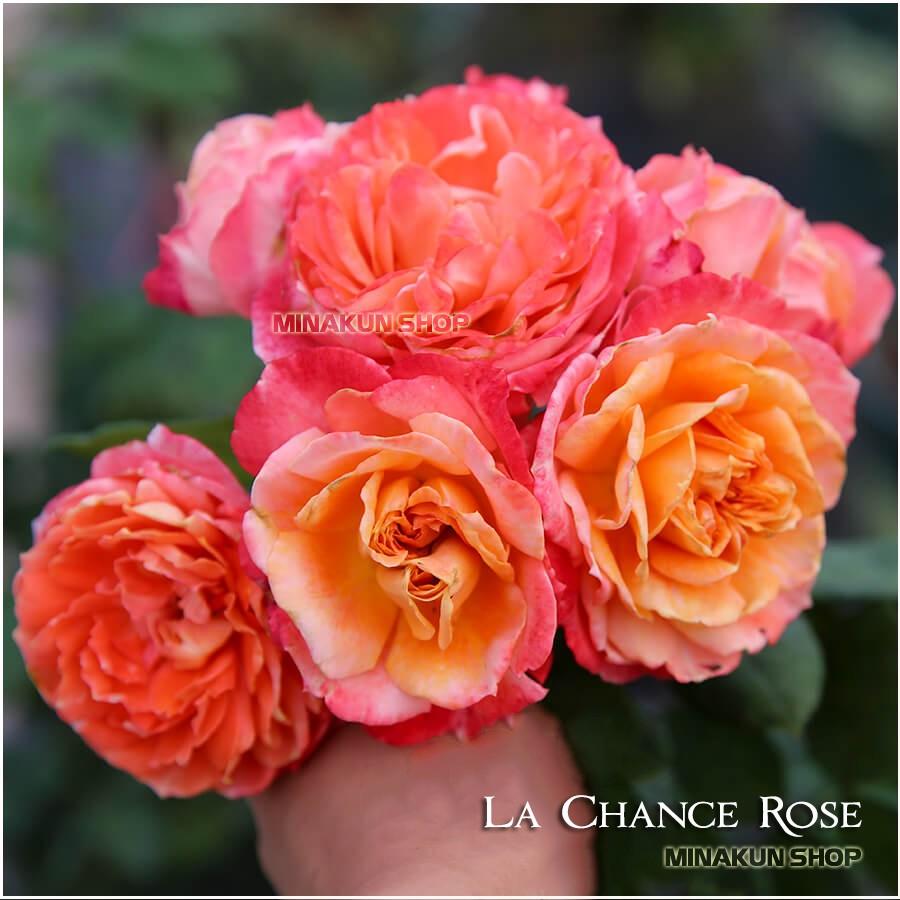 Hoa hồng ngoại La Chance Rose