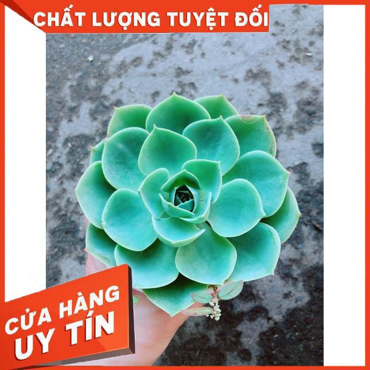 Chậu Sen Đá Xanh Đất Nhiều Người Mua