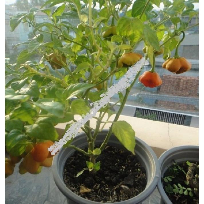 Hạt Giống Ớt Chuông Gió F1 Ncsemena,ớt hoa hồng-gói 20 hạt/tặng kèm gói phân bón lót