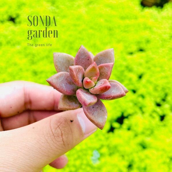 Lá mầm sen đá đá nâu SONDA GARDEN (5 mầm), xuất xứ Đà Lạt, khoẻ đẹp, lỗi 1 đổi 1