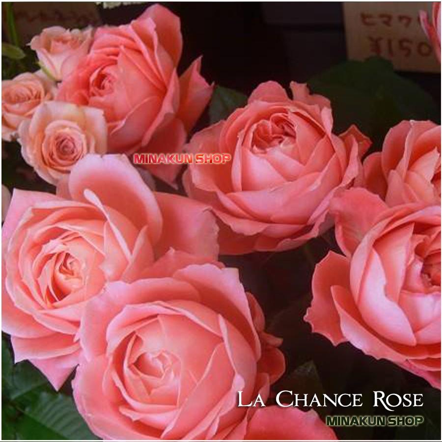 Hoa hồng ngoại La Chance Rose