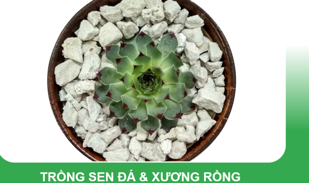 Đá Pumice Indonesia size 3-6mm, bao 50 lít (từ 17-21kg tùy độ ẩm từng đợt hàng) - dùng lót chậu, rải bề mặt sen đá, xương rồng, bonsai trồng cây, lọc nước, bể thủy sinh, ủ phân, cải tạo đất