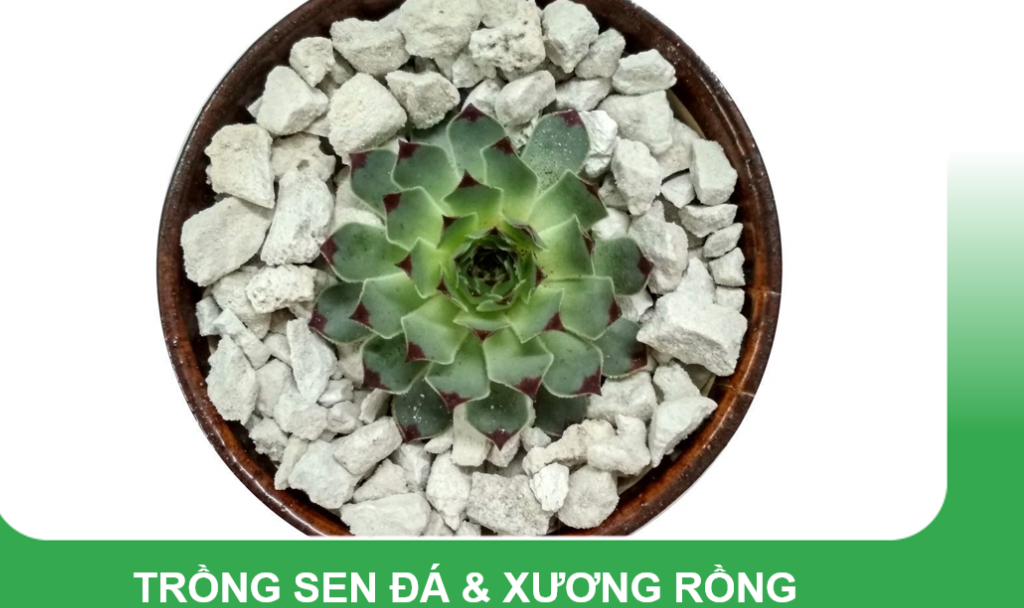 Đá Pumice size 5-8mm - dùng lót chậu, rải bề mặt sen đá, xương rồng, bonsai trồng cây, lọc nước bể thủy sinh, ủ phân, cải tạo đất