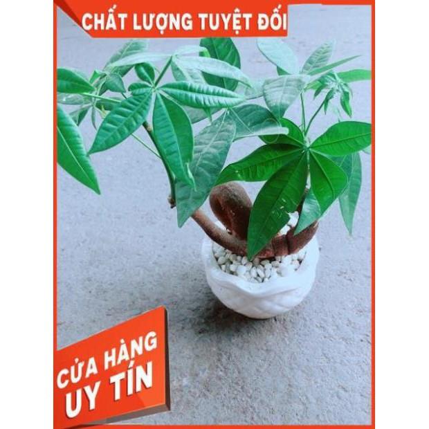 Chậu Kim Ngân Nơ