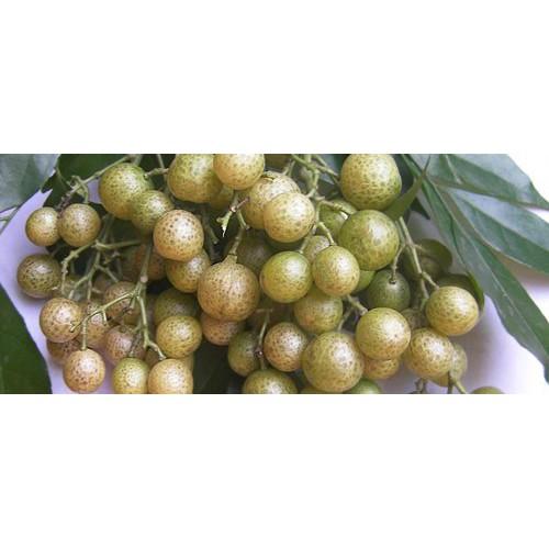 COMBO 2 CÂY GIỐNG CÂY MẮC MẬT , CAM KẾT GIỐNG CHUẨN F1
