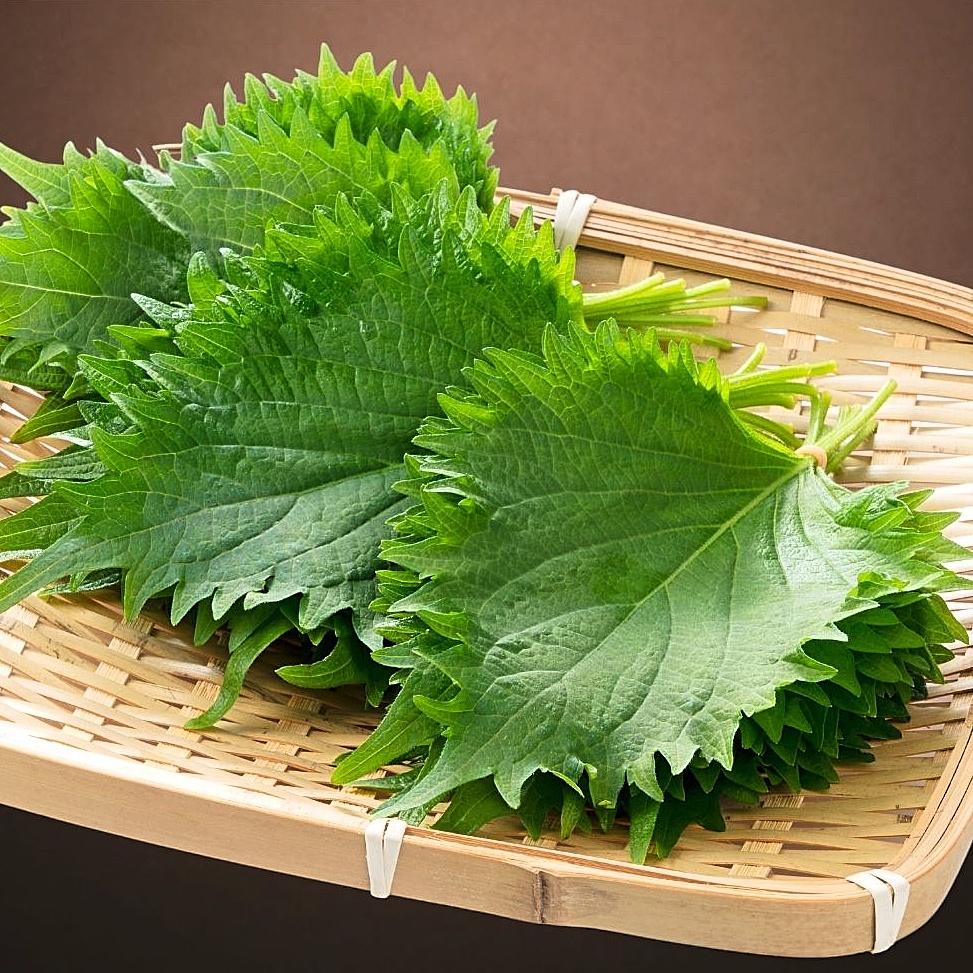 Hạt giống tía tô Nhật SHISO113 gói 0,5gr