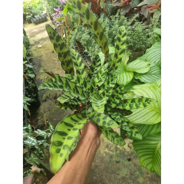 Chậu cây đuôi công phụng (Calathea lancifolia)