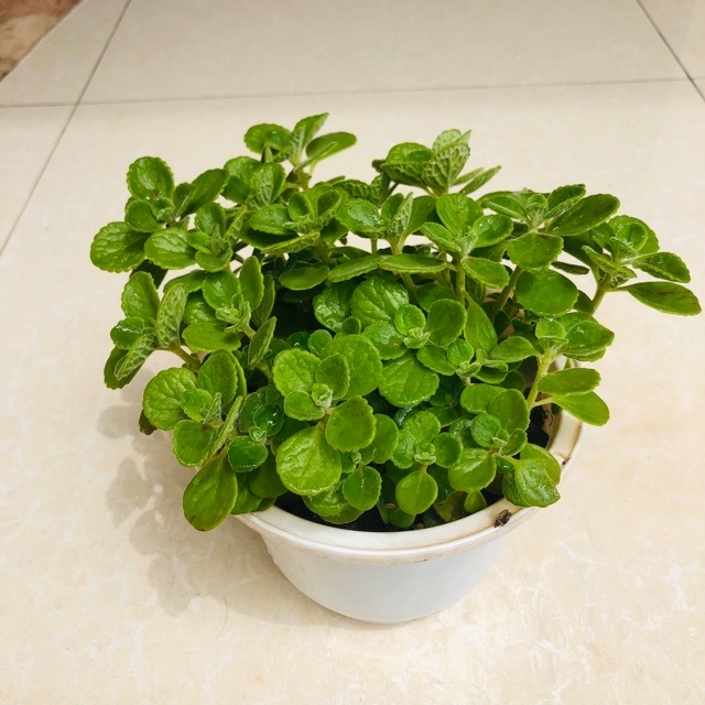 Sen thơm (Nhất mạt hương) chậu to 10-15cm