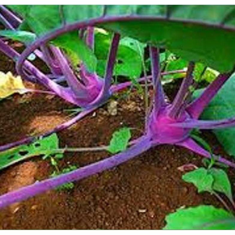 Hạt Giống củ Su Hào TÍm-gói 0,2grtặng kèm gói phân bón lót