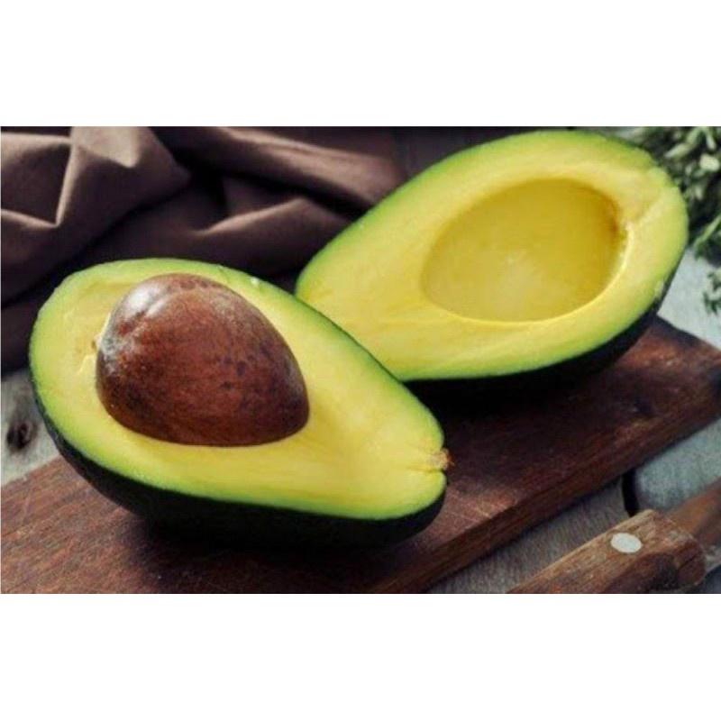 Cây giống bơ sáp daklak