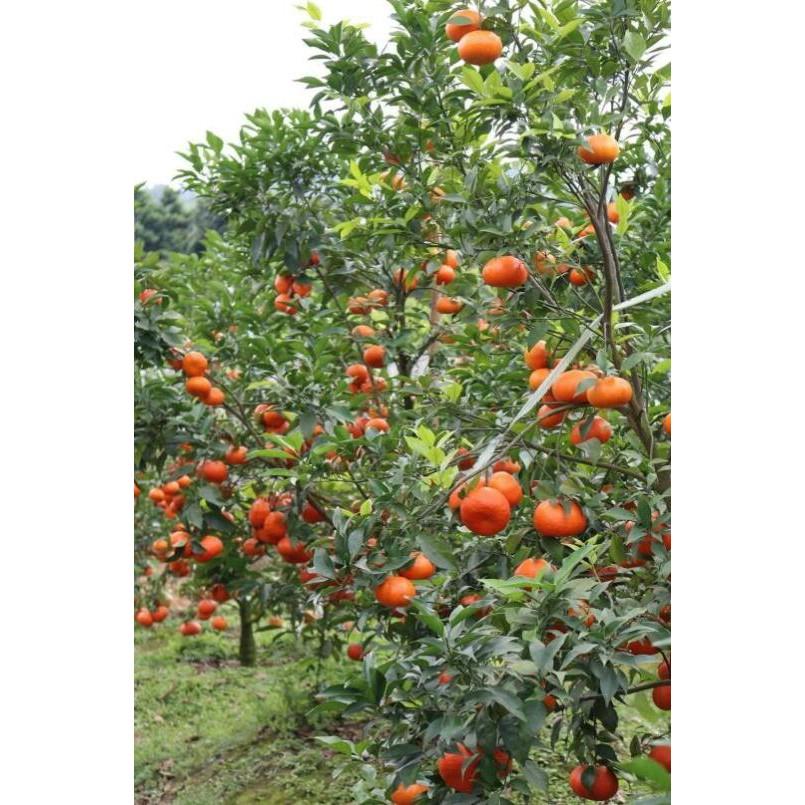 2 cây giống cam
