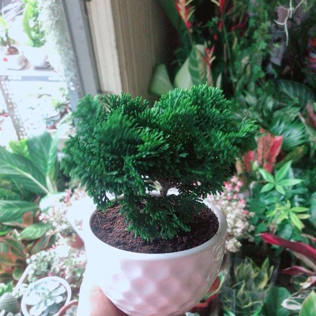 Chậu Cây Tùng Trắc